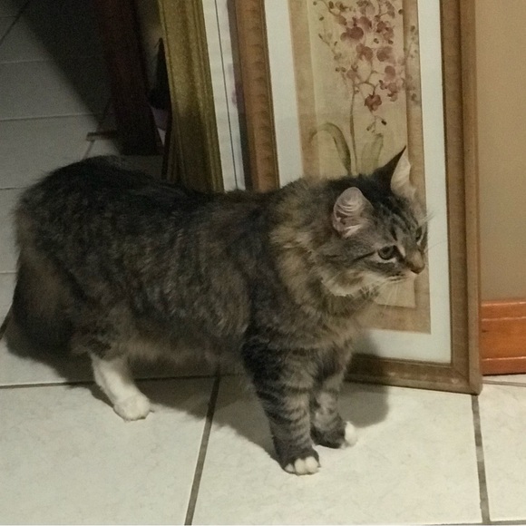 Diva Dee Bundles LIVE! 🌹Like this to be notified! 🌹 - Picture 15 of 16